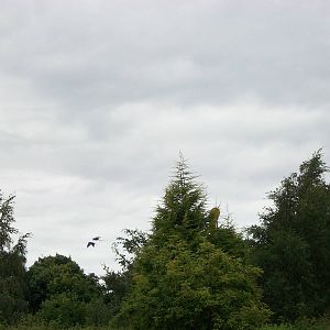 Distant Green-winged Macaws, 3rd August 2012