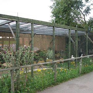 Stork and Egret aviary, 3rd August 2012