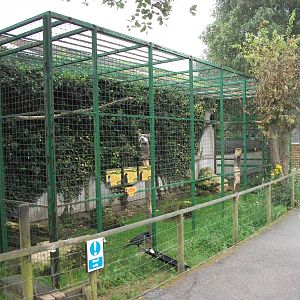 Raven and Vulture aviary, 3rd August 2012