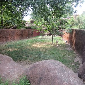 Aug. 2012-Speke's Gazelle exhibit