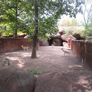Aug. 2012-Soemmerring's Gazelle exhibit