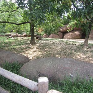 Aug. 2012-Babirusa exhibit