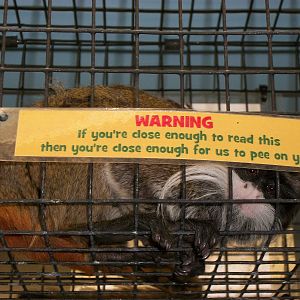 Emperor Tamarin, 3rd August 2012