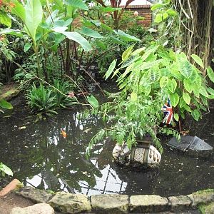 Tropical House, 3rd August 2012