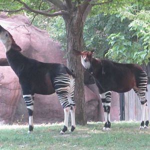 Aug. 2012-Okapis