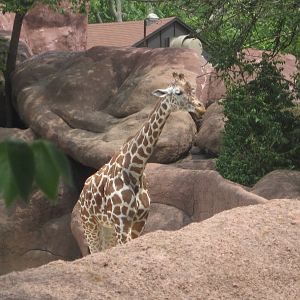 Aug. 2012-Reticulated Giraffe