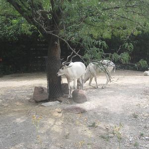 Aug. 2012-Addax