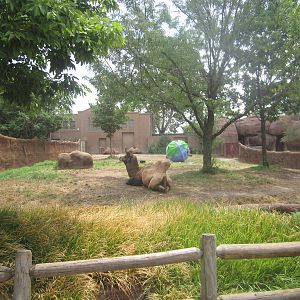 Aug. 2012-Bactrian Camel exhibit