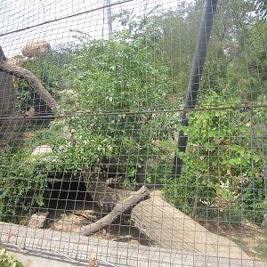 Aug. 2012-First Amur Leopard exhibit