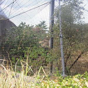 Aug. 2012-Snow Leopard exhibit
