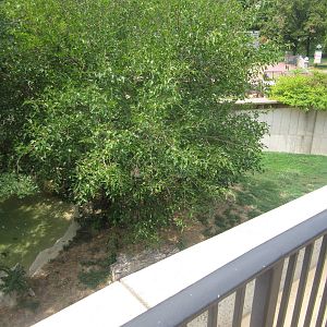 Aug. 2012-Amur Tiger exhibit