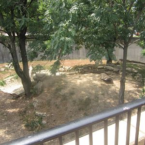 Aug. 2012-African Lion exhibit