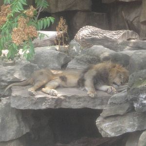 Aug. 2012-African Lion