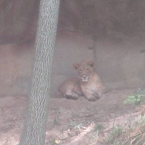 Aug. 2012-African Lion Cub