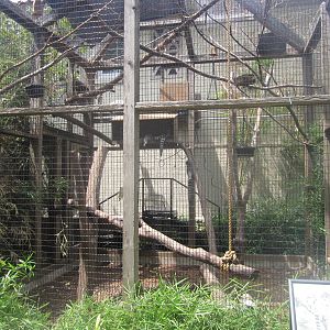 Aug. 2012-Outdoor Ring-tailed Lemur exhibit