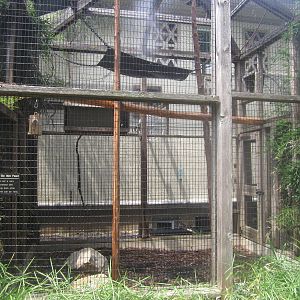 Aug. 2012-Outdoor Black-and-white Ruffed Lemur exhibit