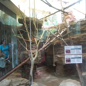 Aug. 2012-White-faced Saki/Pygmy Marmoset/Golden-headed Lion Tamarin exhibi