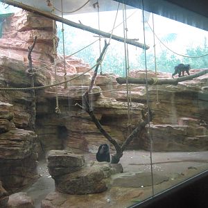 Aug. 2012-Lion-tailed Macaque exhibit