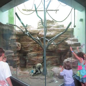 Aug. 2012-Black-handed Spider Monkey exhibit