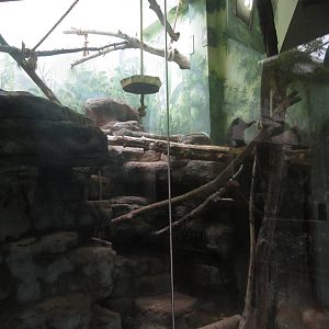 Aug. 2012-Black Lemur exhibit
