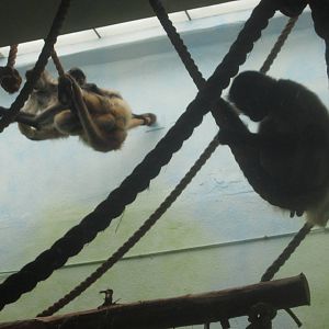 Aug. 2012-Black-handed Spider Monkeys