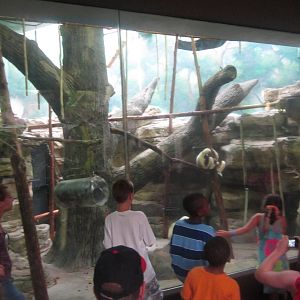 Aug. 2012-Coquerel's Sifaka exhibit