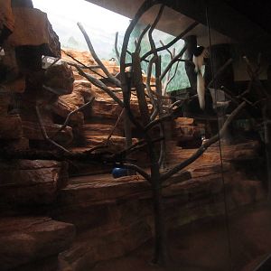 Aug. 2012-Black-and-White Colobus exhibit
