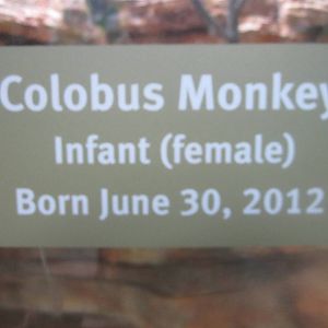 Aug. 2012-Baby Colobus sign