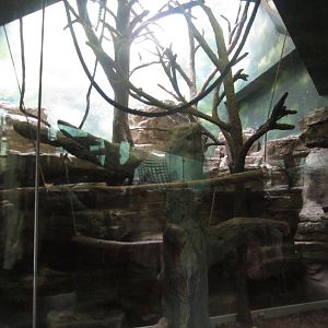 Aug. 2012-Ring-tailed Lemur exhibit