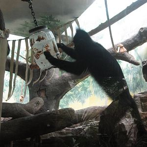 Aug. 2012-Francois' Langur