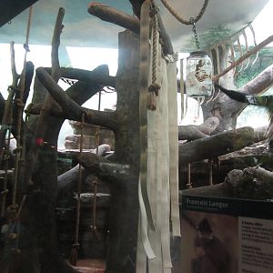 Aug. 2012-Spectacled/Francois' Langur exhibit