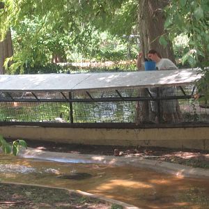 Aug. 2012-North American River Otter feeding