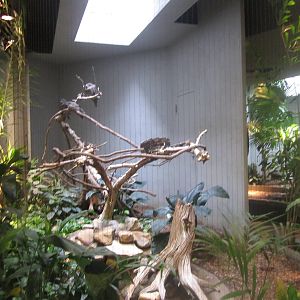 Aug. 2012-Tawny Frogmouth exhibit