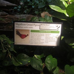 Aug. 2012-Magnificent Ground Pigeon sign