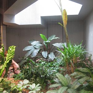 Aug. 2012-Magnificent Ground Pigeon exhibit