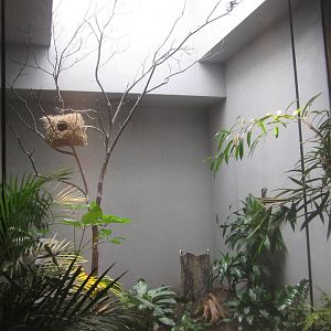 Aug. 2012-African Pygmy Falcon exhibit
