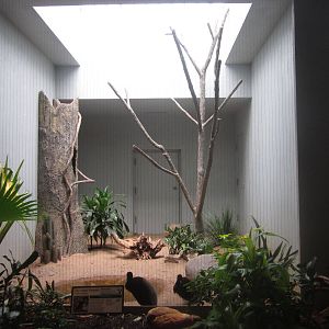 Aug. 2012-Grey-winged Trumpeter exhibit