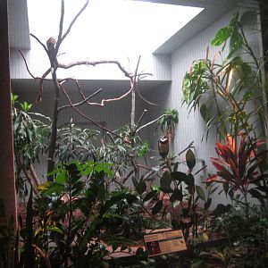 Aug. 2012-Spectacled Owl exhibit