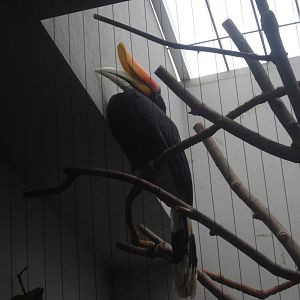 Aug. 2012-Rhinoceros Horbill