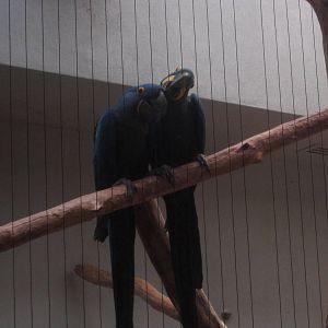 Aug. 2012-Hyacinth Macaws