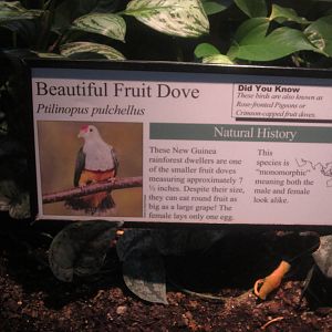 Aug. 2012-Fruit Dove sign