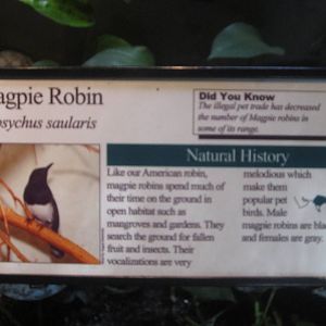 Aug. 2012-Robin sign