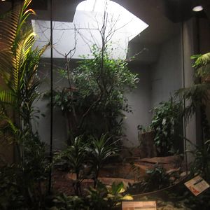 Aug. 2012-Beautiful Fruit Dove/Magpie Robin exhibit