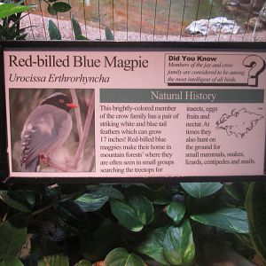 Aug. 2012-Magpie sign