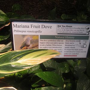 Aug. 2012-Fruit Dove sign