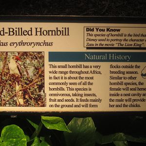 Aug. 2012-Hornbill sign