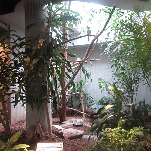 Aug. 2012-Red-billed Hornbill exhibit