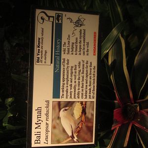 Aug. 2012-Mynah sign