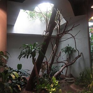 Aug. 2012-Bali Mynah exhibit