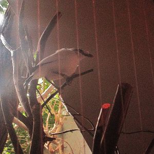 Aug. 2012-Bali Mynah